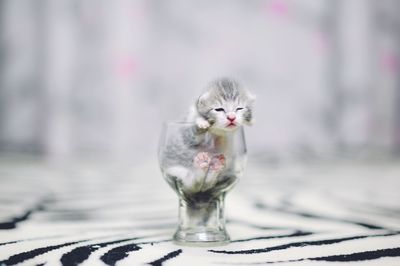 Close-up of kitten sleeping in container on table