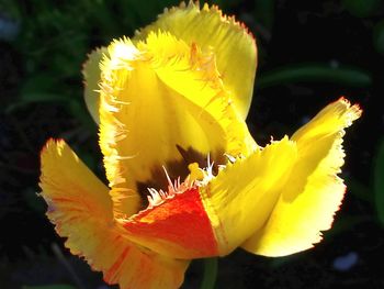 Close-up of yellow flower