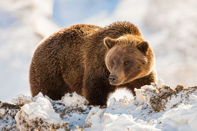 Close up of brown bear in the snow in denali national park alaska