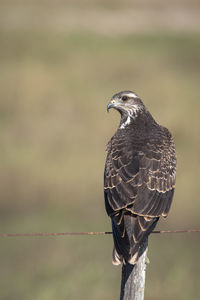 Close-up of bird perching on wooden post