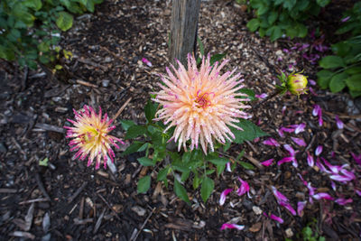 Close-up of purple flowers blooming outdoors