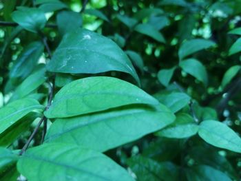 Close-up of raindrops on leaves