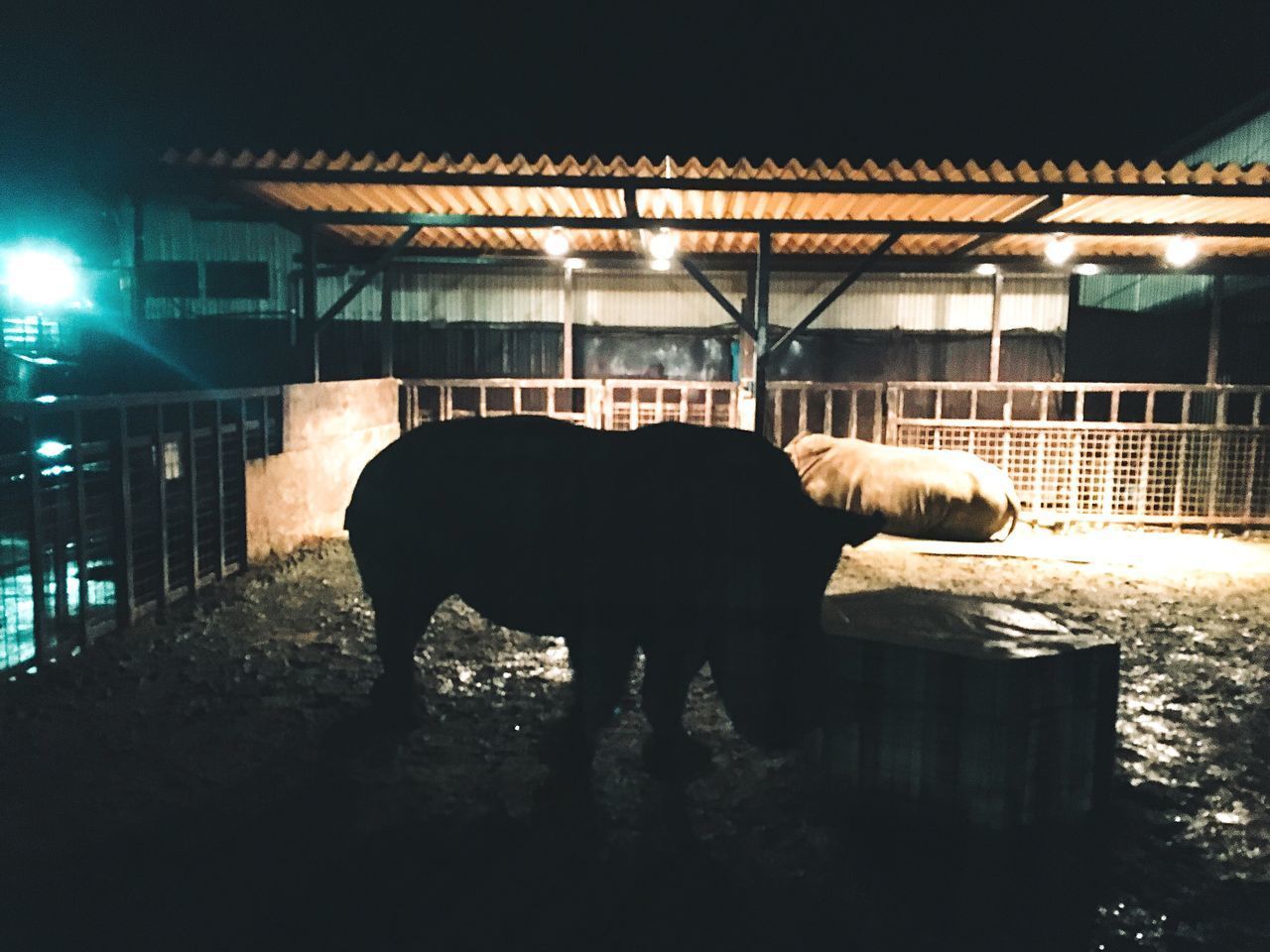 HORSE STANDING IN STABLE AT NIGHT