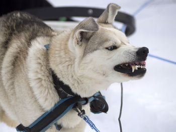Close-up of dog looking away
