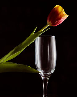 Close-up of tulip in vase against black background