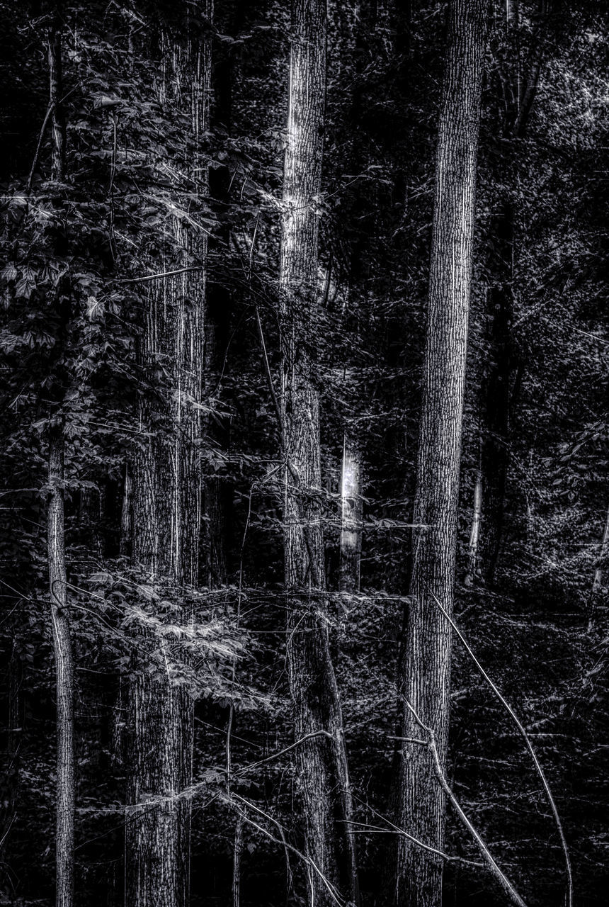 FULL FRAME SHOT OF TREES