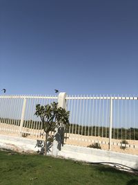 Plants growing on field against clear sky during sunny day