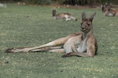 Wallaby resting on field