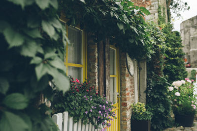 Plants growing outside house