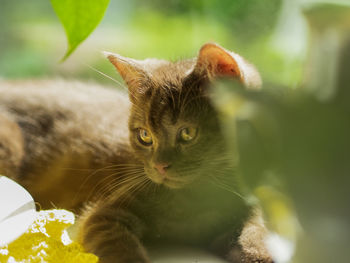 Close-up portrait of a chocolate scottish straight kitten