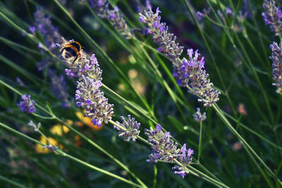 Close-up of insect on purple flowering plant