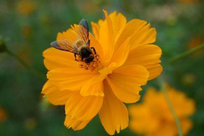 Close-up of bee pollinating on yellow flower