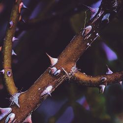 Close-up of an animal