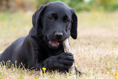 Portrait of an 11 week old black labrador playing with a stick outside in the garden