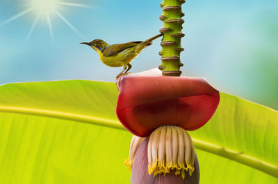 Low angle view of bird perching on leaf