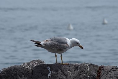 Seagull perching on rock