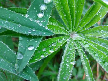 Close-up of wet plant leaves during rainy season