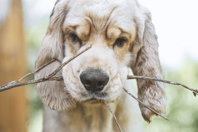 Close-up portrait of dog