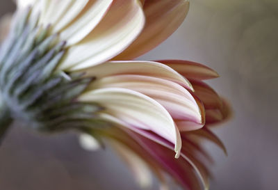 Close-up of flower