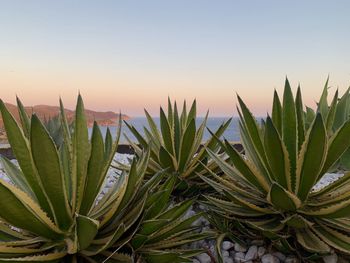 Close-up of succulent plant against clear sky