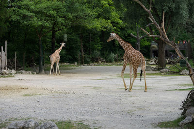 Giraffe standing in a forest