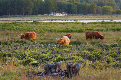 Sheep grazing in a field