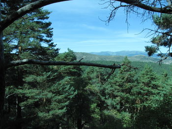 Scenic view of forest against sky