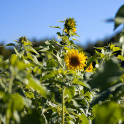 Close-up of yellow flowering plant against sky