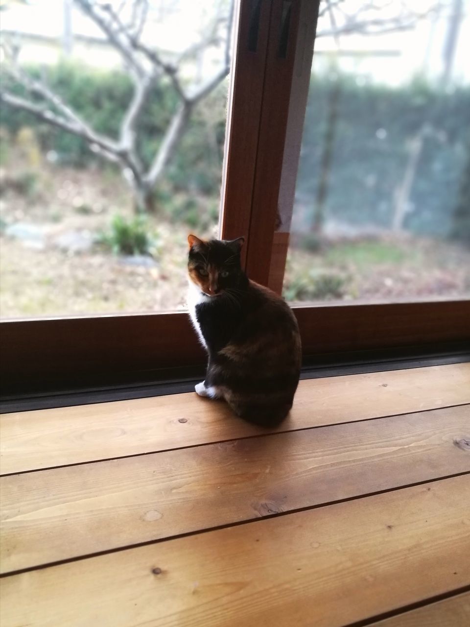 CAT SITTING ON WINDOW SILL ON WALL