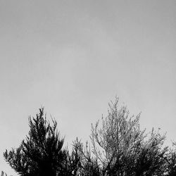 Low angle view of trees against clear sky