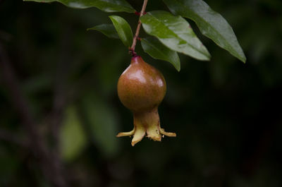 Close-up of fruit growing on tree