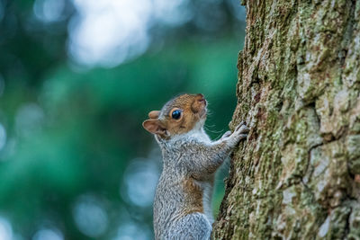 Close-up of squirrel on tree trunk