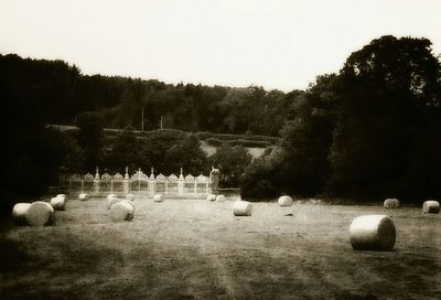 Birds on grassy field