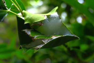 Close-up of leaves on tree