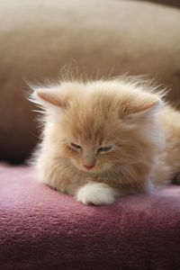 Close-up of cat lying on sofa