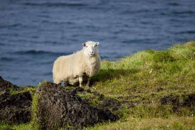 Icelandic sheep graze at the mountain meadow near ocean coastline, domestic animal in iceland