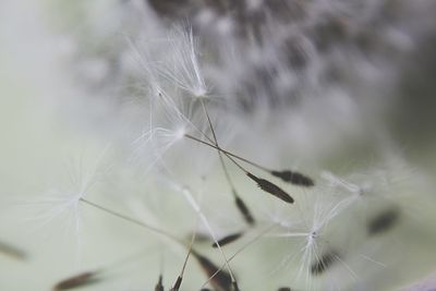 Close-up of dandelion against white background