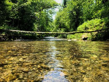 View of dog in water at forest