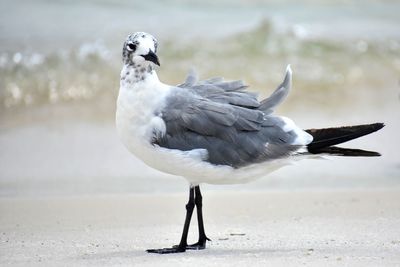 Close-up of seagull perching on land