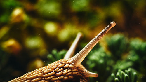 Close-up of wet lizard on plant