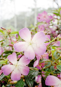 Close-up of pink cherry blossoms