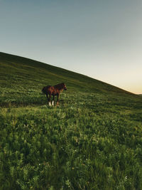 Horses in a field