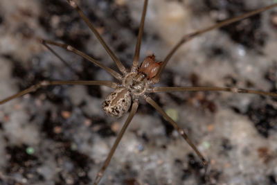 Close-up of spider