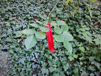 Close-up of red flowers