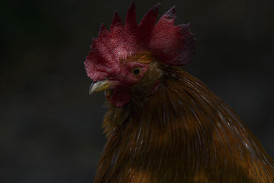 Close-up of rooster