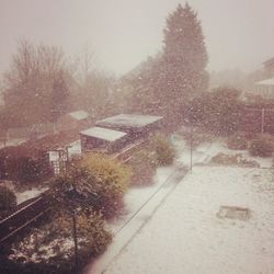 Bare trees in foggy weather