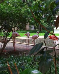 Birds perching on tree by water