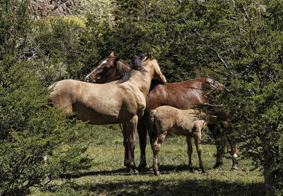 Horses in a field