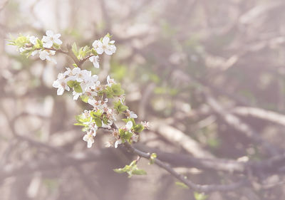 Close-up of white cherry blossoms in spring