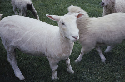 Sheep standing in a field